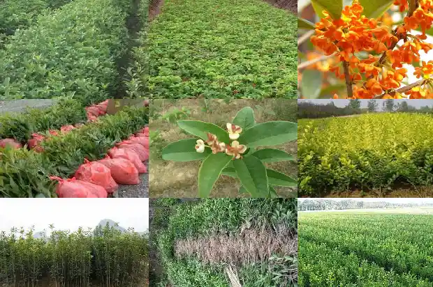 桂花树开花的是红的还是黄的好1685407782390
