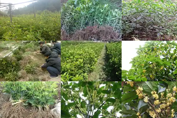 开红色花的桂花树品种1685407805650
