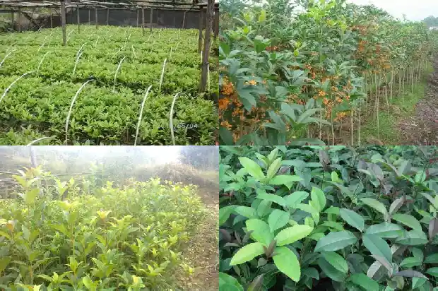 开红色花的桂花树品种1685407805697