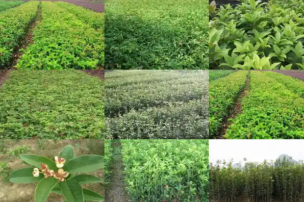 开红色花的桂花树品种1685407805793
