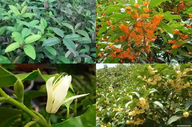 开黄色花的桂花树1685407813194