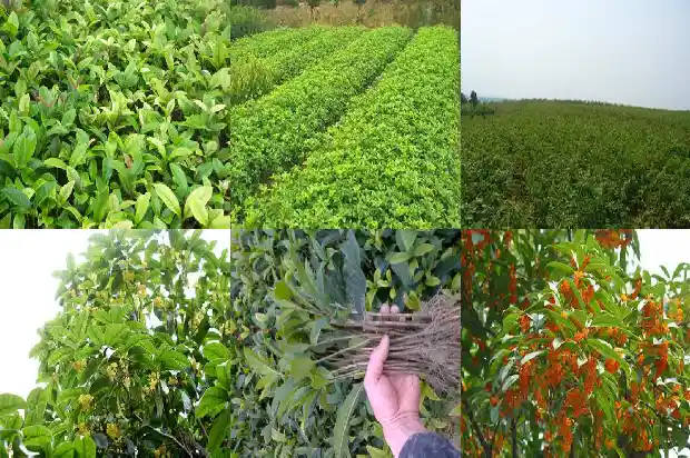 开黄色花的桂花树1685407813241