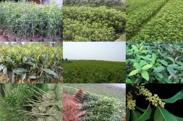 40公分桂花树要多久浇水1689727011277