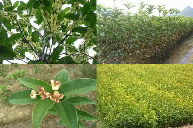 桂花树开出的花像什么1685407824891