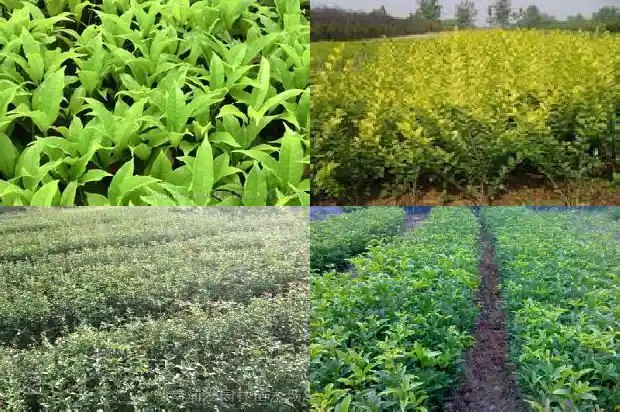 桂花树开花结果是什么意思1685407835151