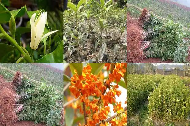 桂花树开花结果是什么意思1685407835199