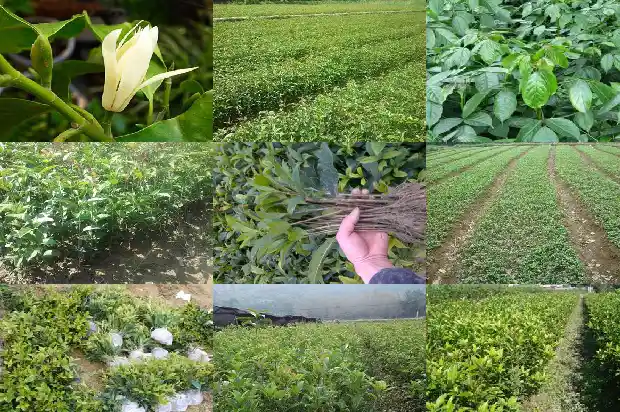 桂花树开完花结果实是什么情况1685407842798