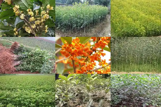 桂花树开花可以泡茶喝吗1685407850282