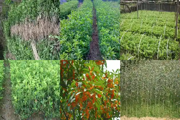 桂花树开花可以泡茶喝吗1685407850330