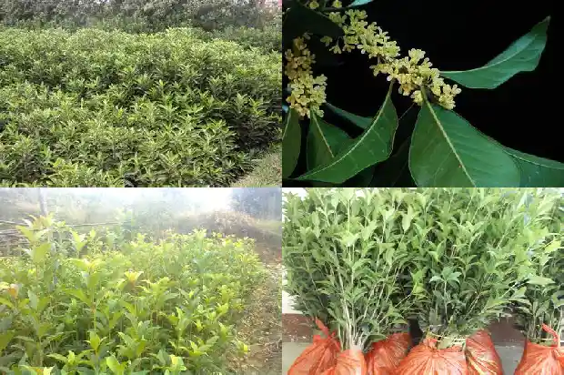 桂花树上的花能泡茶喝吗1685407869462