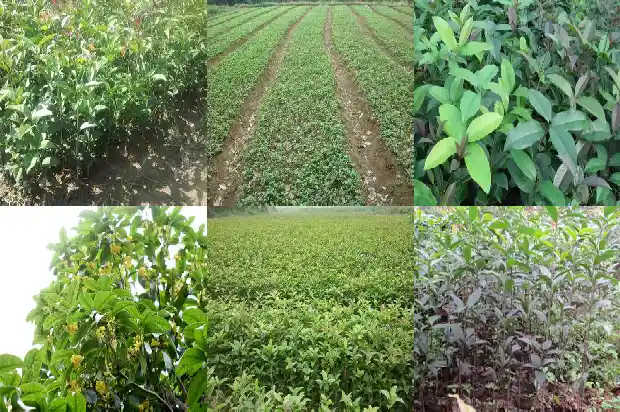 桂花树上的花能泡茶喝吗1685407869510