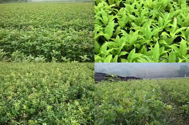 桂花树上的花能泡茶喝吗1685407869558