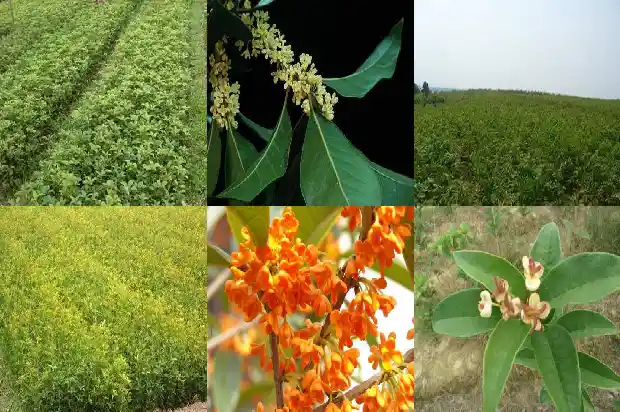 桂花树上的花能泡茶喝吗1685407869606