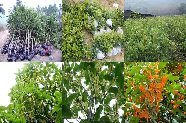 桂花小苗几年开花一次1690331750731
