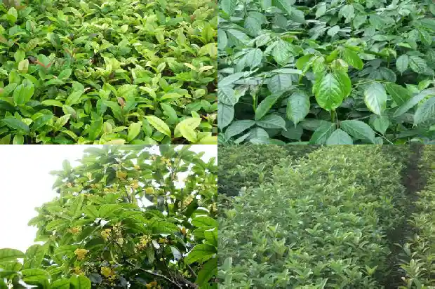 哪个地方的金桂花最好1685407908220