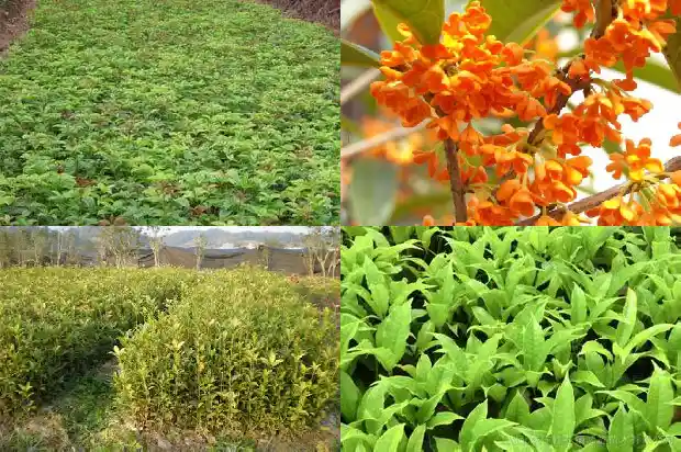 金丝桂花好还是金桂好1685407920347