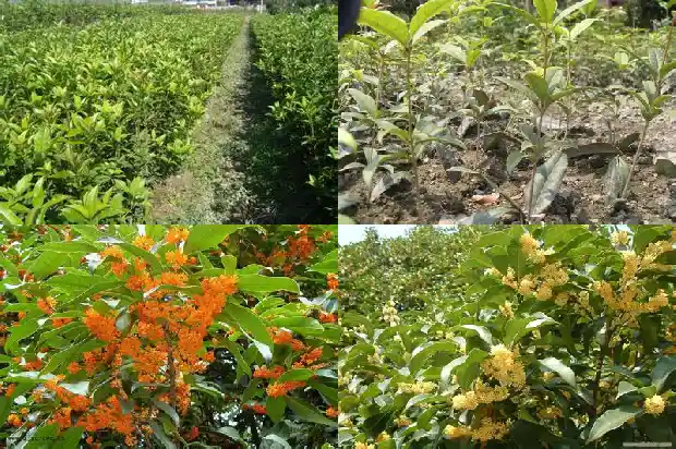金丝桂花好还是金桂好1685407920442