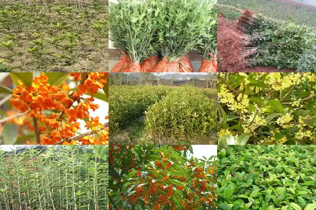 桂花大树苗价格表1689726353830