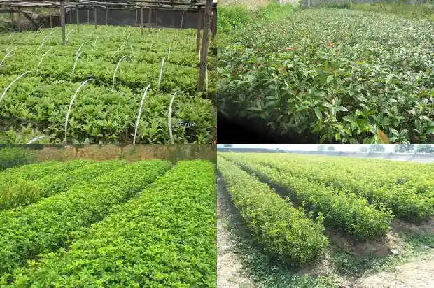 黄色桂花好还是红色桂花好1685407939802
