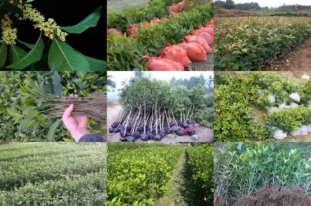 黄色桂花树是什么品种1685407949276