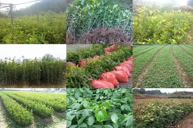 红色桂花树是什么品种的树木1685407958790