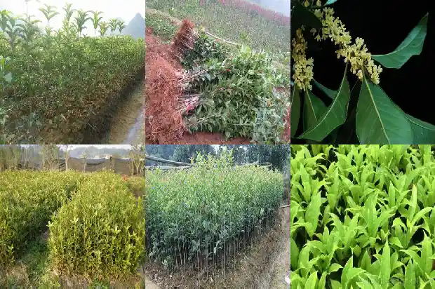 红色桂花树是什么品种的树木1685407958837