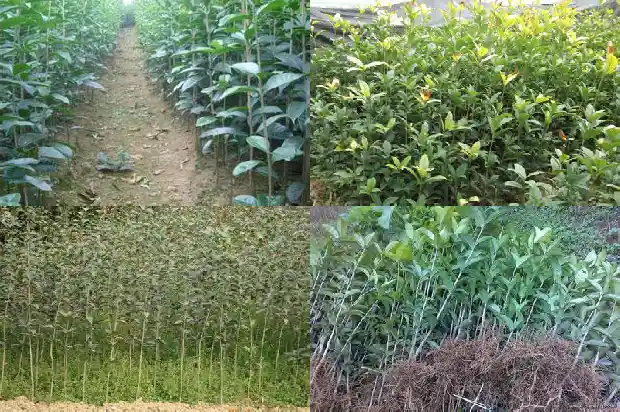 开红色桂花是哪个品种1685407970482