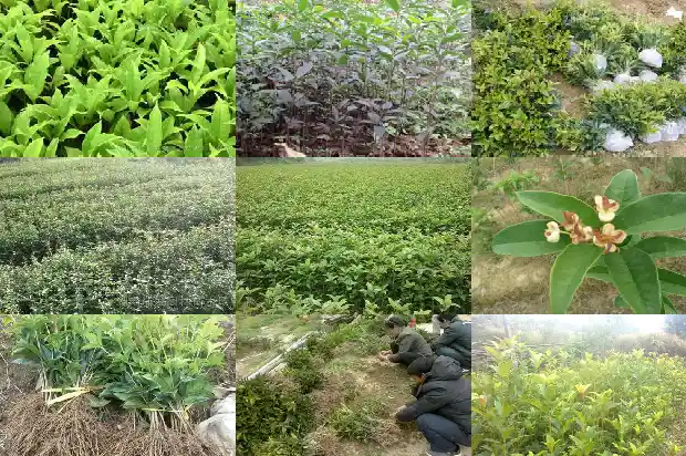白色桂花树是什么品种的1685407982354