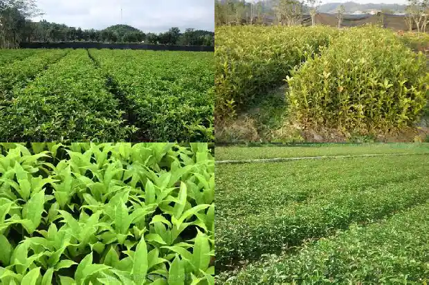 红色桂花可以食用吗有毒吗1685407994151