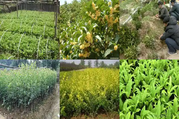 红色桂花可以食用吗有毒吗1685407994199