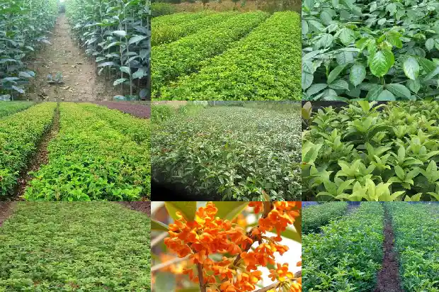 红色桂花可以食用吗有毒吗1685407994246