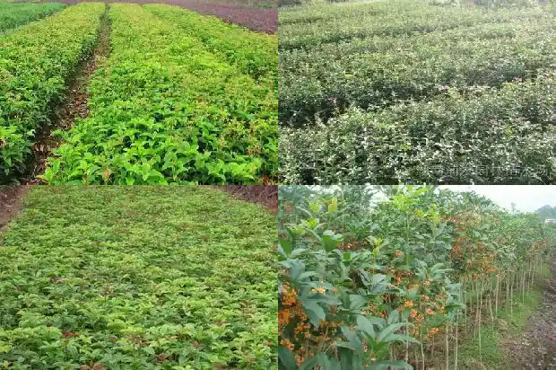 红色桂花可以食用吗有毒吗1685407994294
