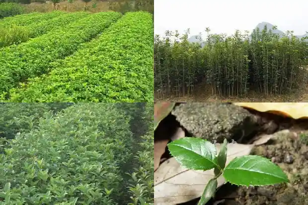 什么颜色的桂花可以食用1685408001925