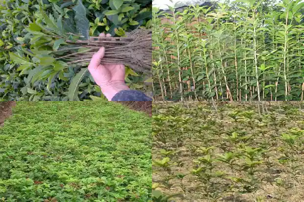 什么颜色的桂花可以食用1685408001973