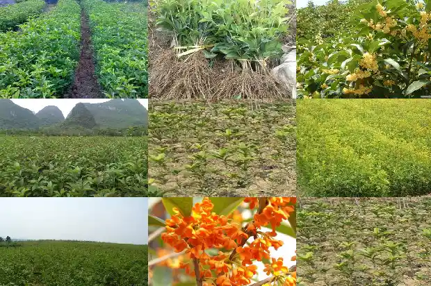 红色桂花可以吃吗1685408009224