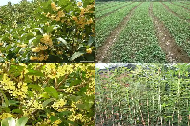 红色桂花和黄色桂花的区别1685408020815