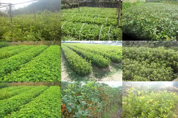 红色桂花和黄色桂花的区别1685408020863