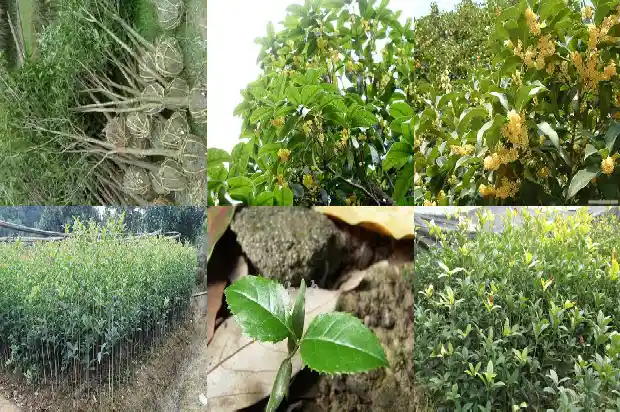 红色的桂花是什么桂花树1685408032556
