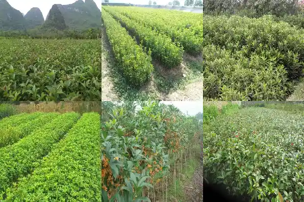 红色的桂花是什么桂花树1685408032603
