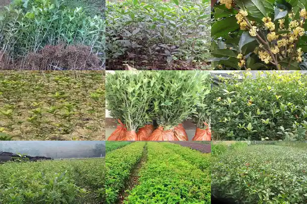 红色的桂花是什么桂花树1685408032651
