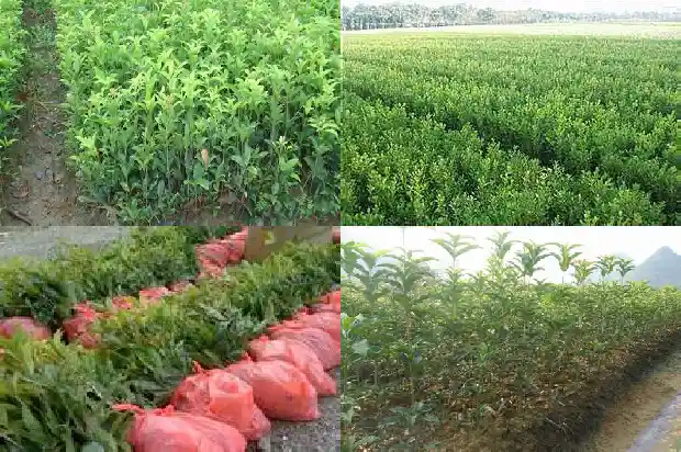 红色的桂花是什么桂花树1685408032699