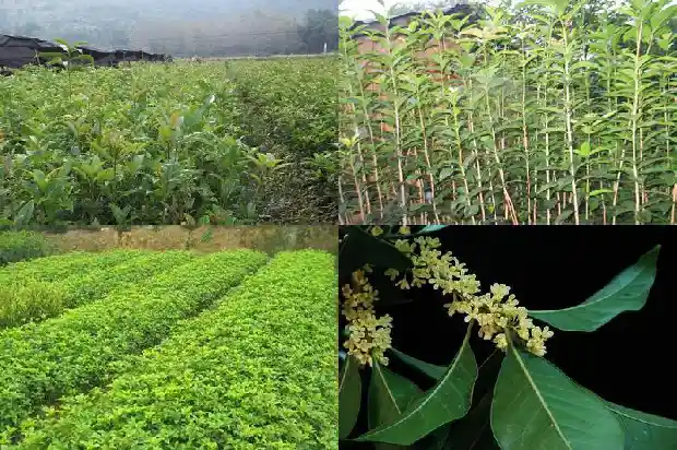 桂花味红糖1685408042311