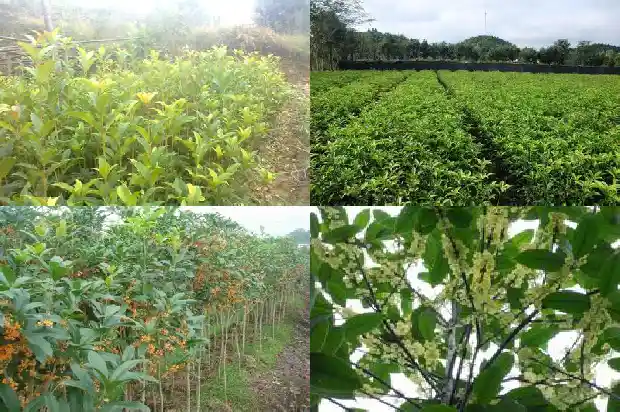 桂花味红糖1685408042406