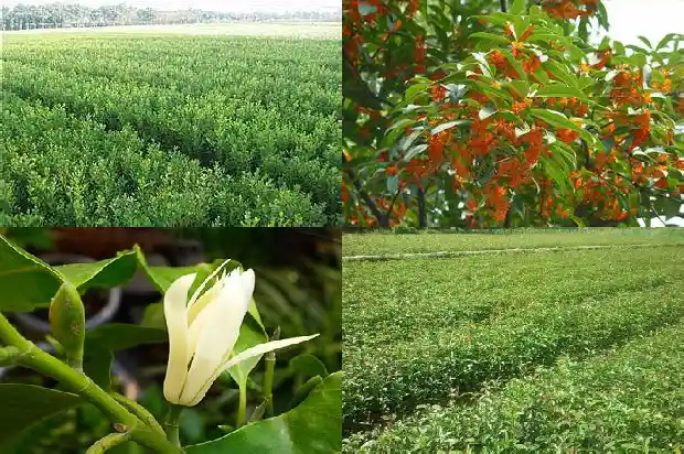 金桂花开花是什么颜色1685408059760