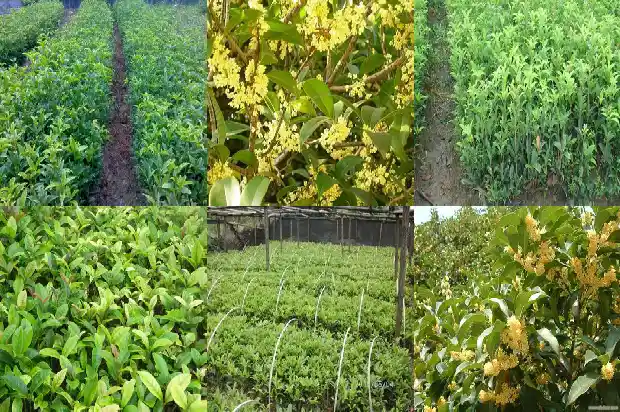 金桂花开花是什么颜色1685408059808
