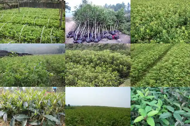 红颜色的桂花1685408067131