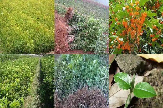桂花状元红和丹桂区别1685408079518