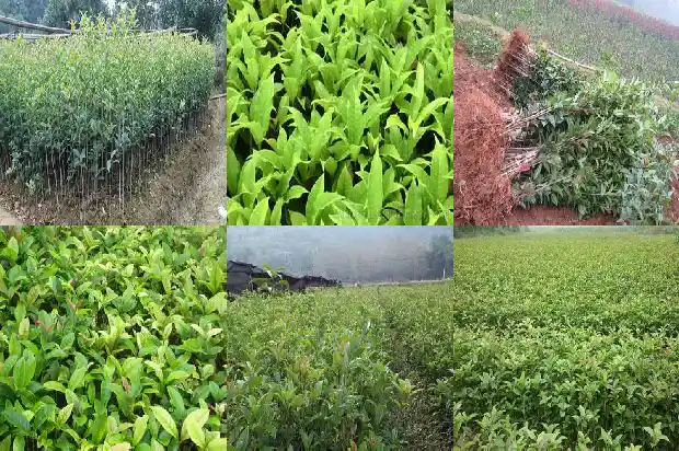 红桂花的寓意和象征意义1685408089516