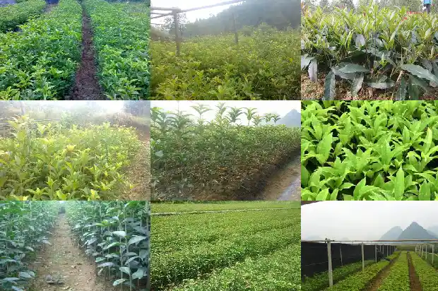 红桂花的寓意和花语是什么1685408100950