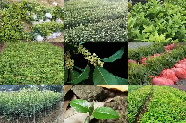 红桂花的寓意和花语是什么1685408100998